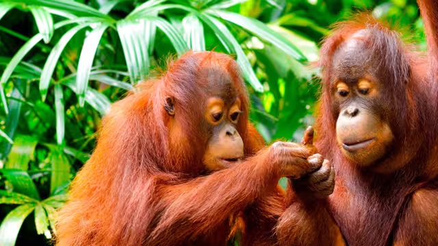 borneo orangutan family in jungle