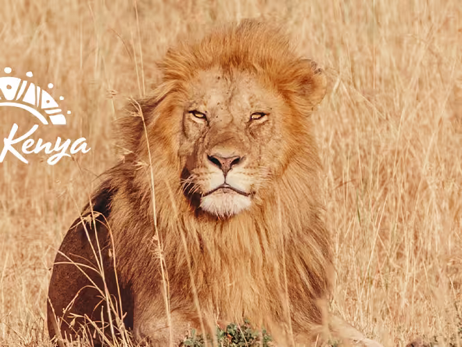 Kenya Lion Grass