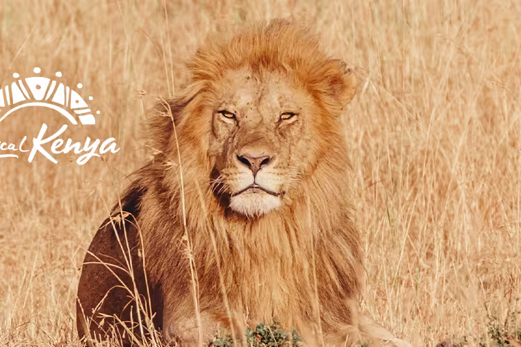 Kenya Lion Grass