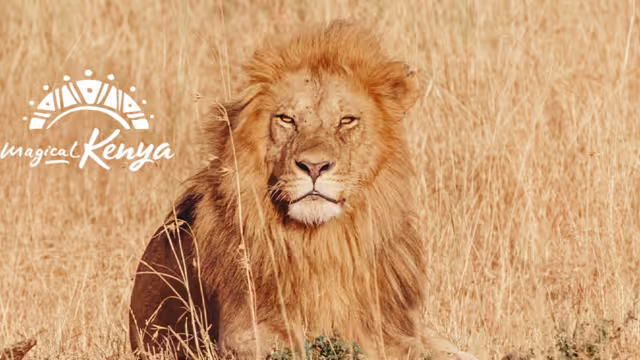 Kenya Lion Grass