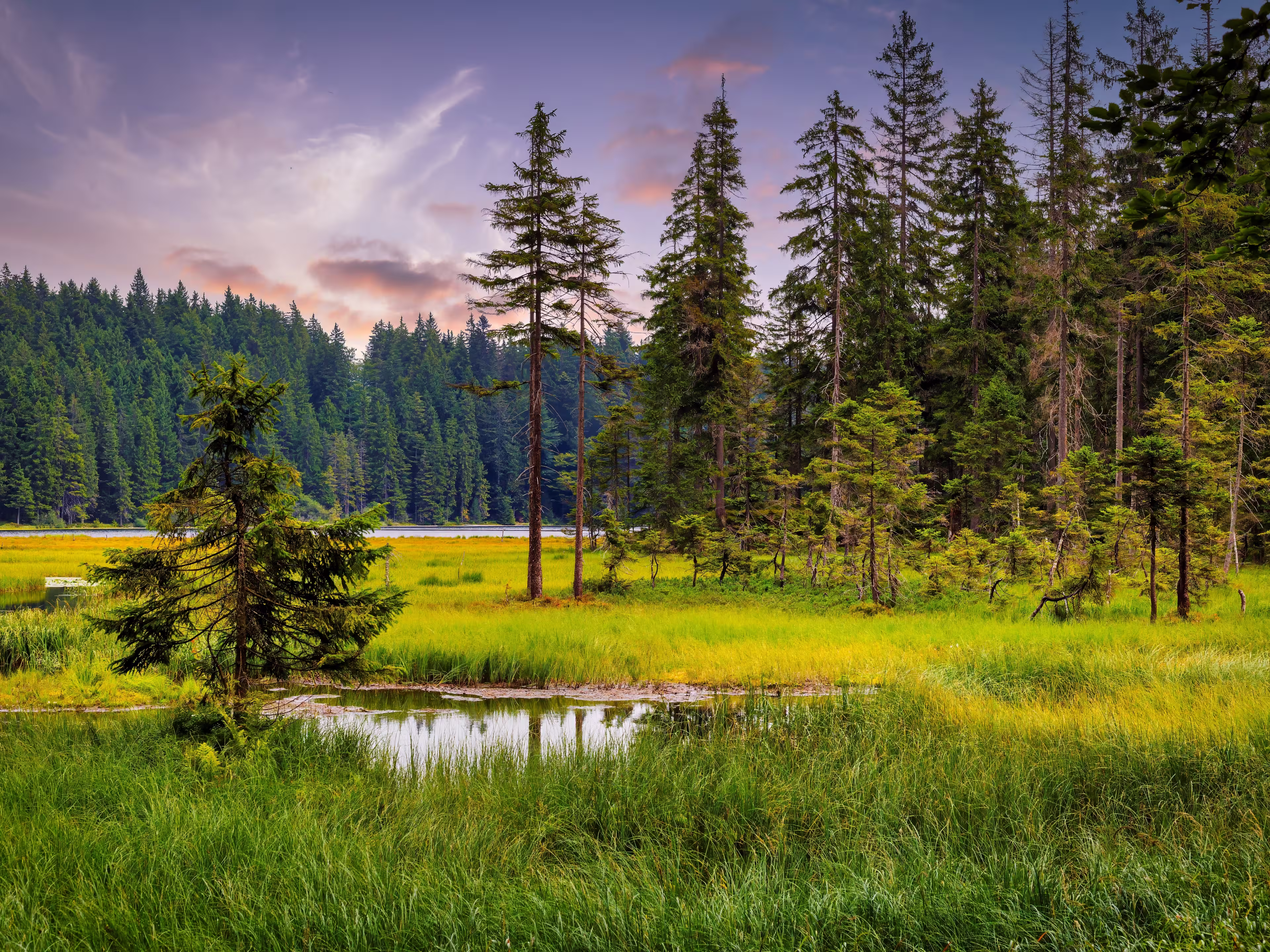 Big Arbersee in the Bavarian Forest National Park. Germany.