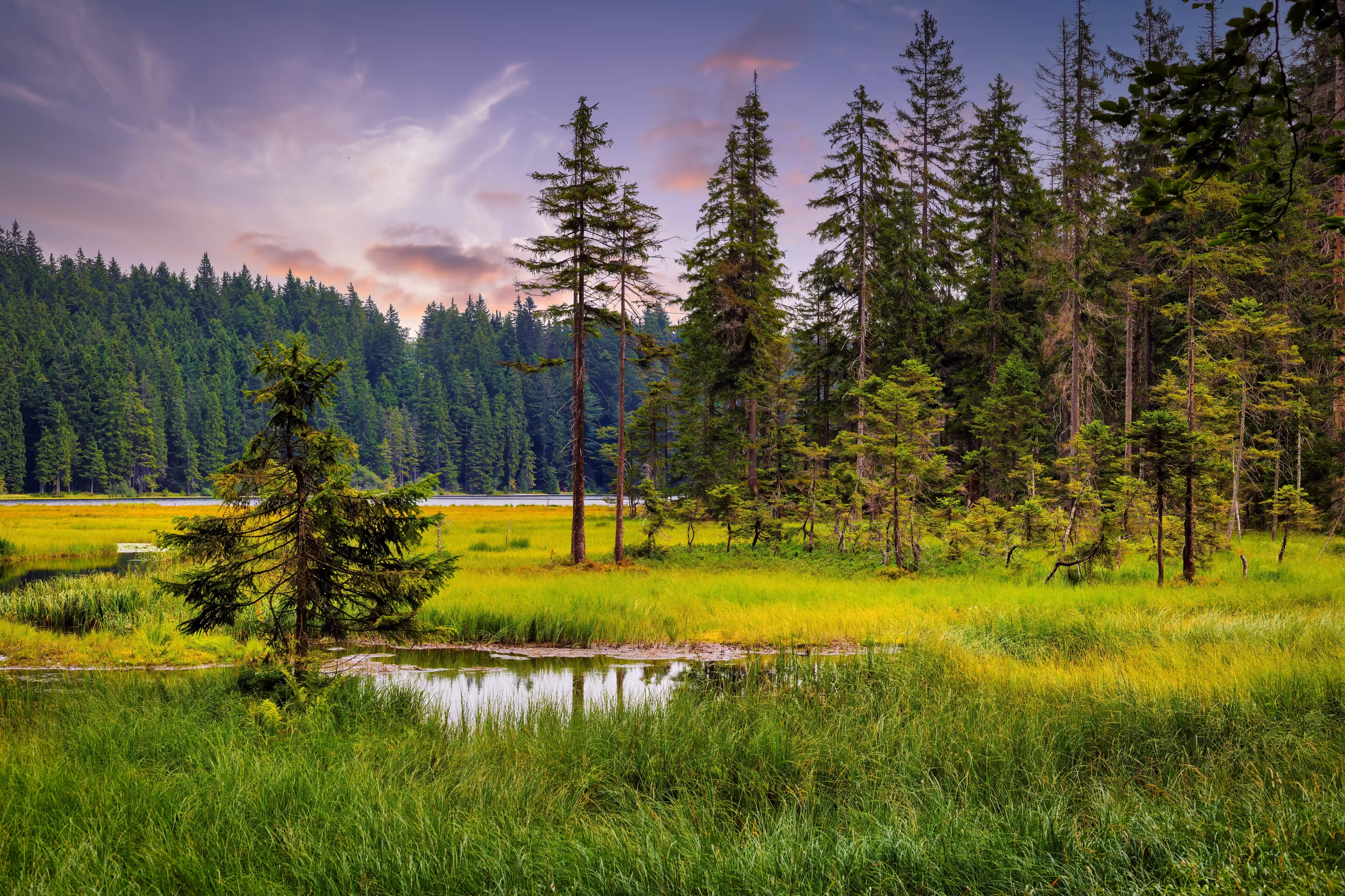 Big Arbersee in the Bavarian Forest National Park. Germany.