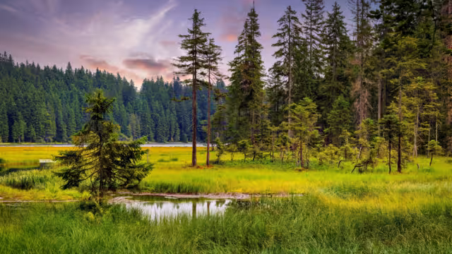 Big Arbersee in the Bavarian Forest National Park. Germany.