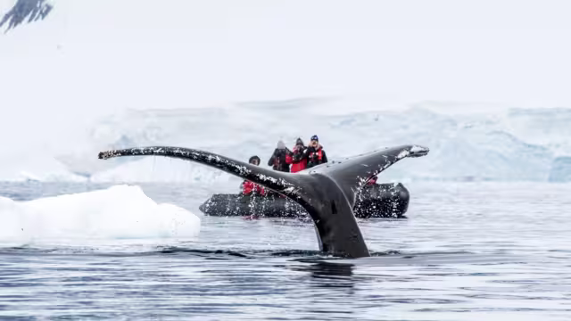 Travellers on a zodiac in backgroound with a whale fluke in foreground