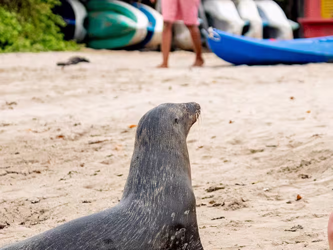 Galapagos seal