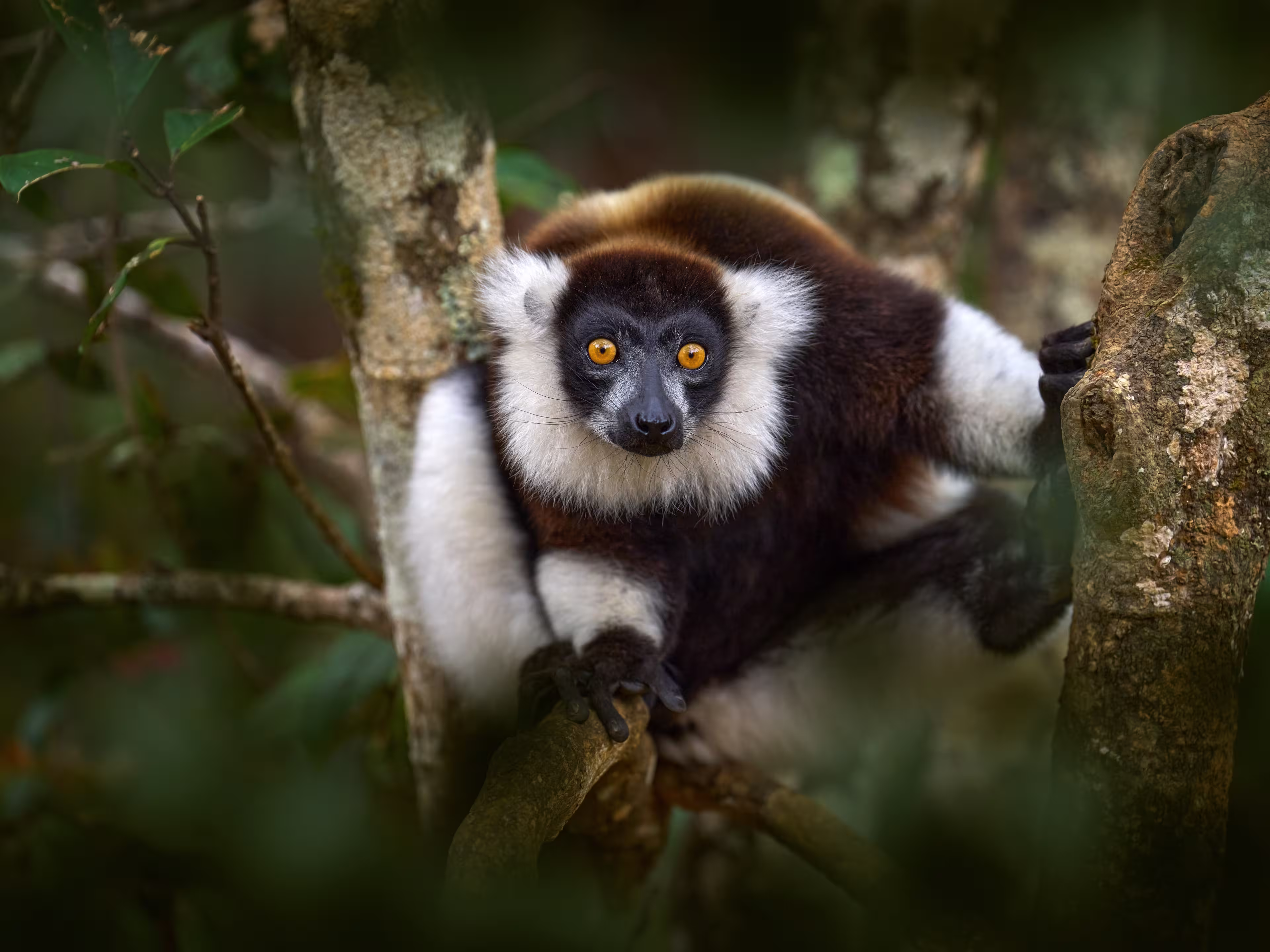 Lemur - close-up face head detail with yellow eye. Monkey mammal from Andasibe-Mantadia NP. Black-and-white ruffed lemur, Varecia variegata, endangered species endemic to the island of Madagascar.