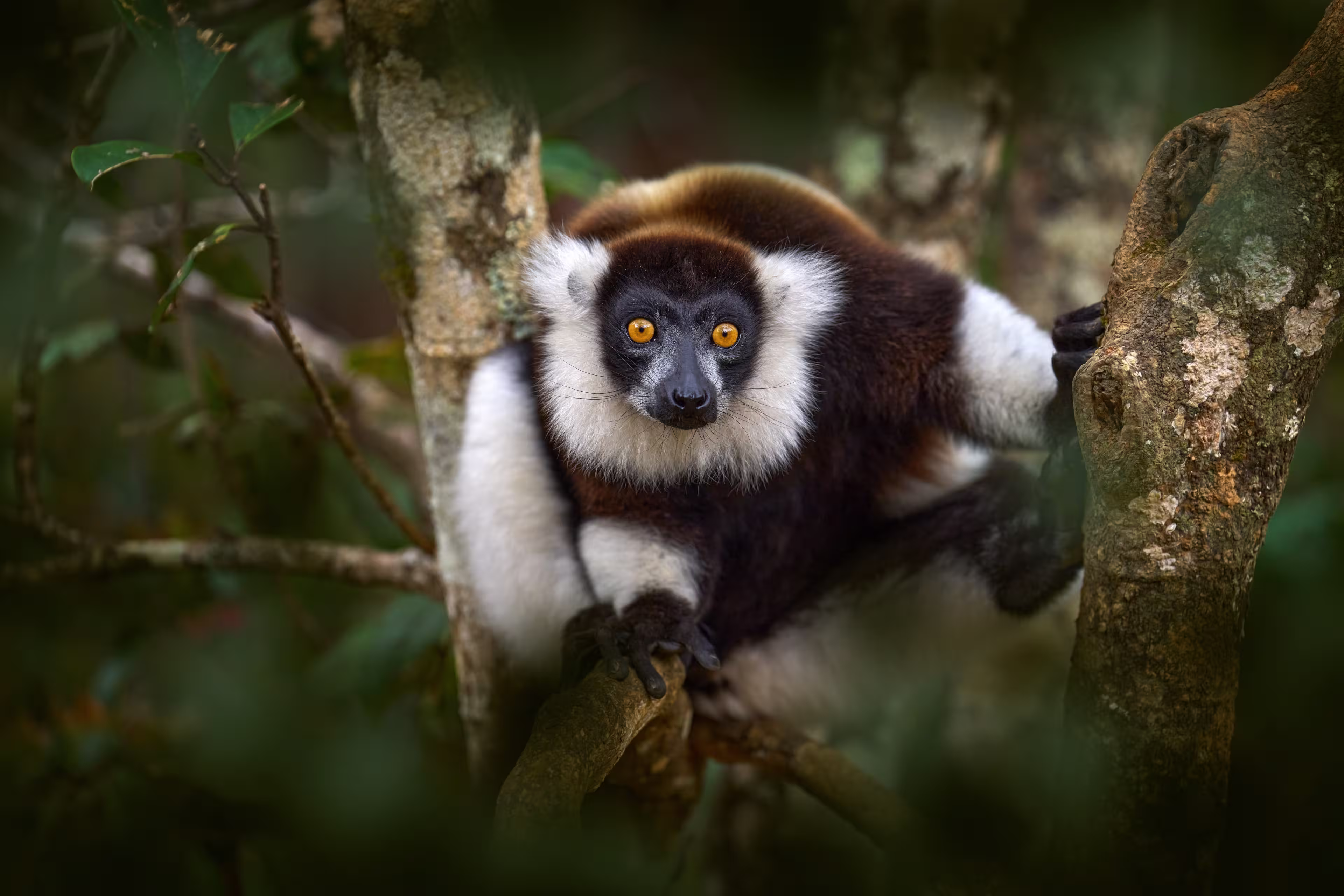 Lemur - close-up face head detail with yellow eye. Monkey mammal from Andasibe-Mantadia NP. Black-and-white ruffed lemur, Varecia variegata, endangered species endemic to the island of Madagascar.