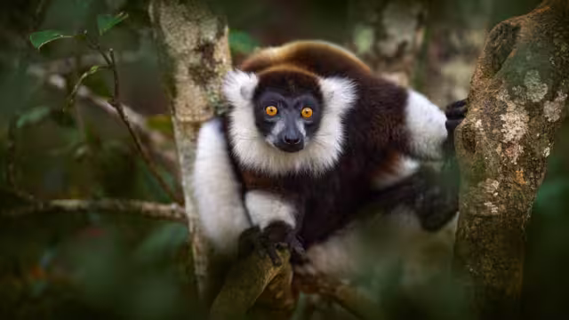 Lemur - close-up face head detail with yellow eye. Monkey mammal from Andasibe-Mantadia NP. Black-and-white ruffed lemur, Varecia variegata, endangered species endemic to the island of Madagascar.