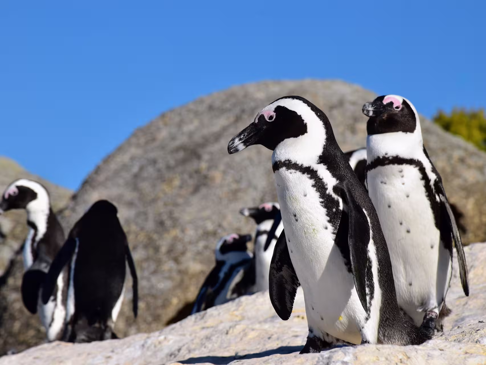 Meet the penguins of Boulders Beach near Cape Town