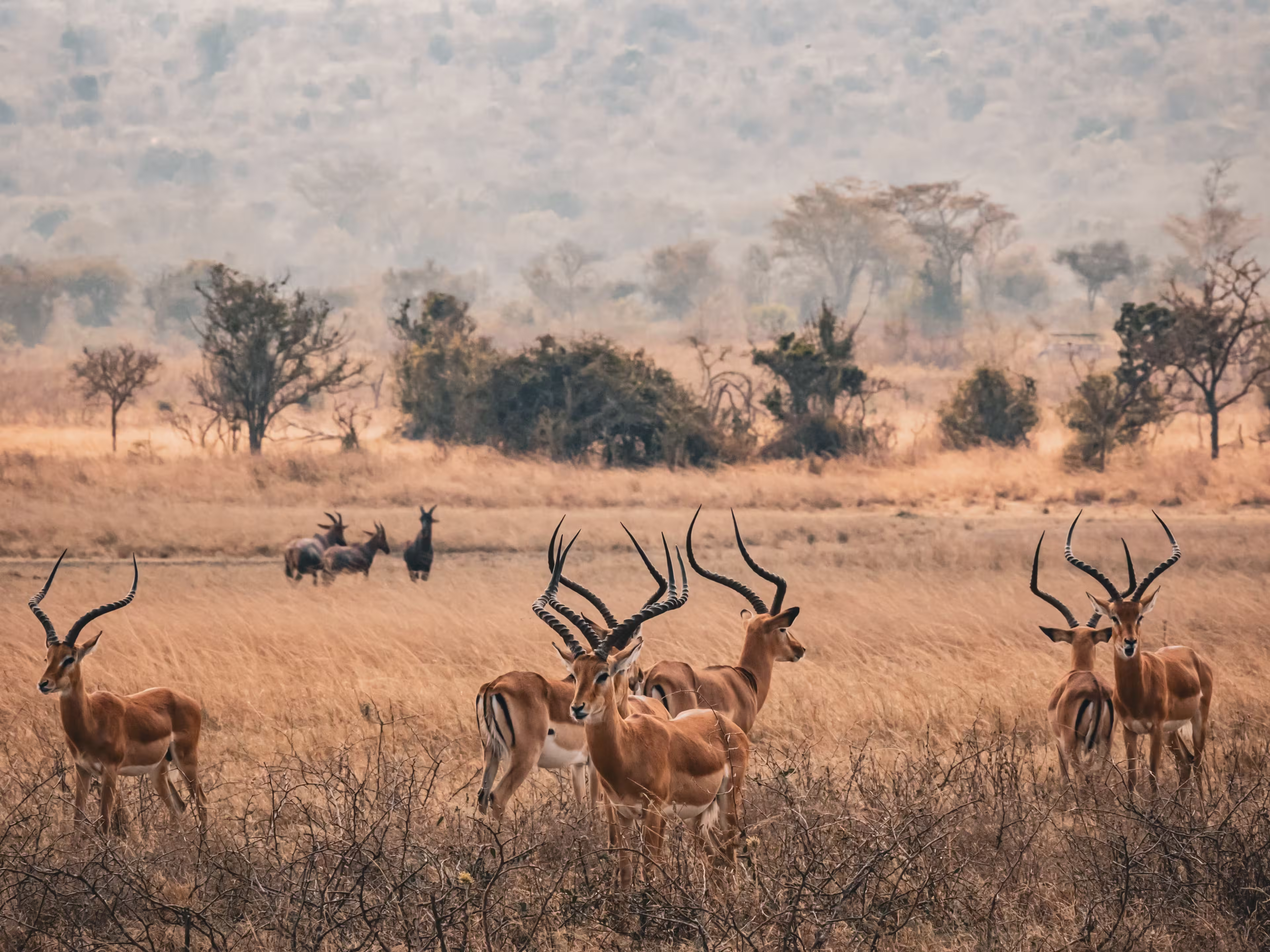 The impala gazelles standing in a grassy field at Akagera National Park, Rwanda