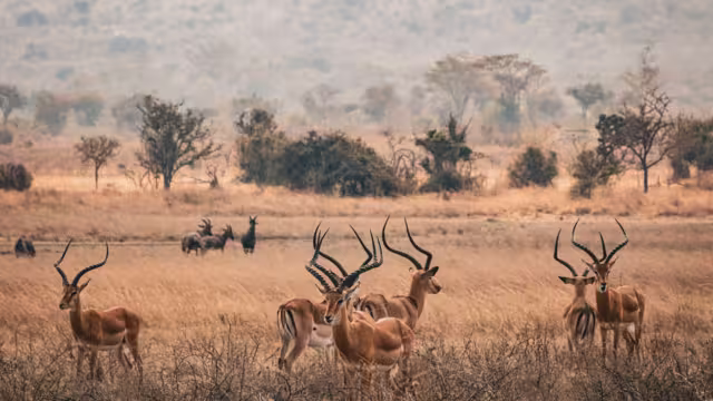 The impala gazelles standing in a grassy field at Akagera National Park, Rwanda