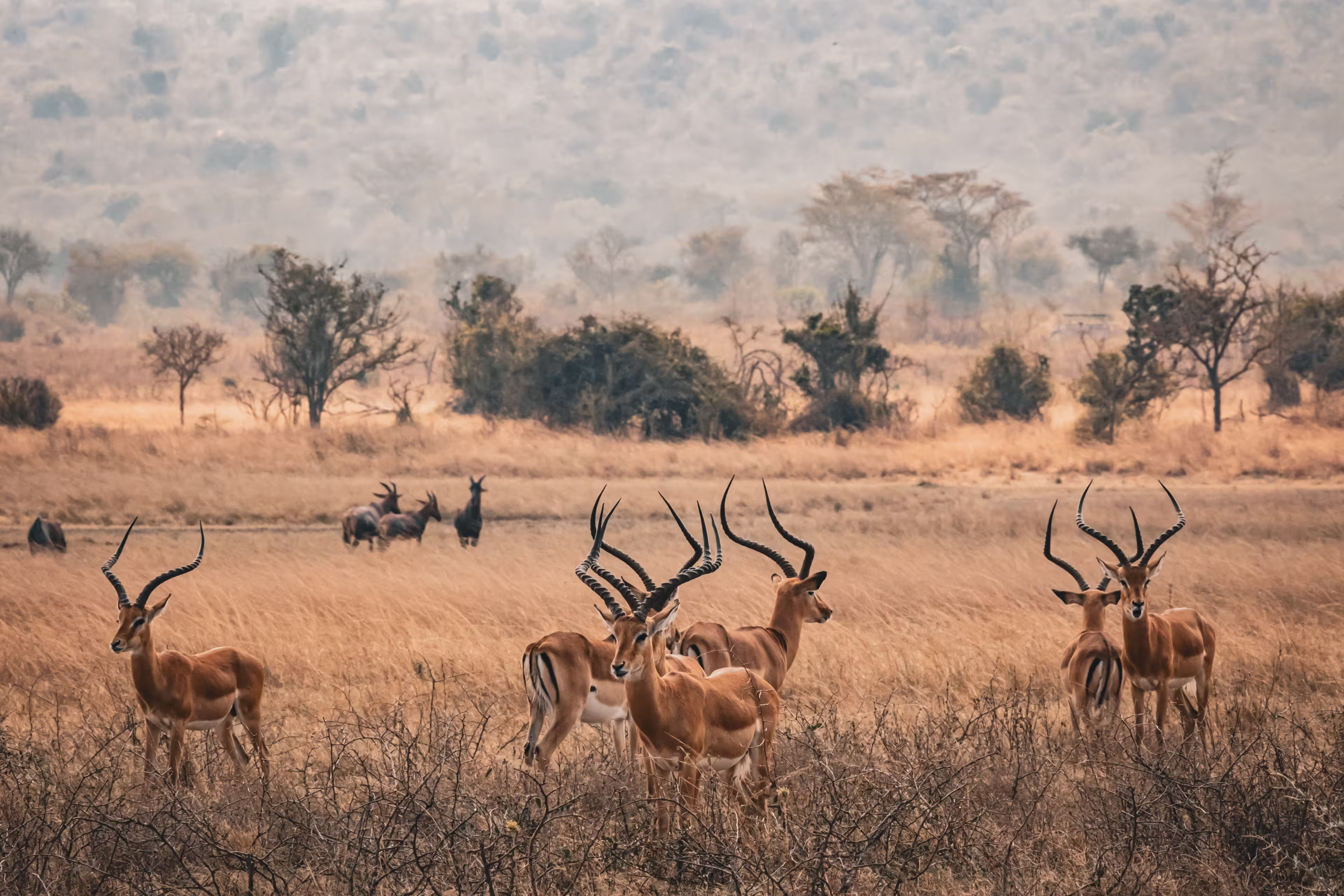The impala gazelles standing in a grassy field at Akagera National Park, Rwanda