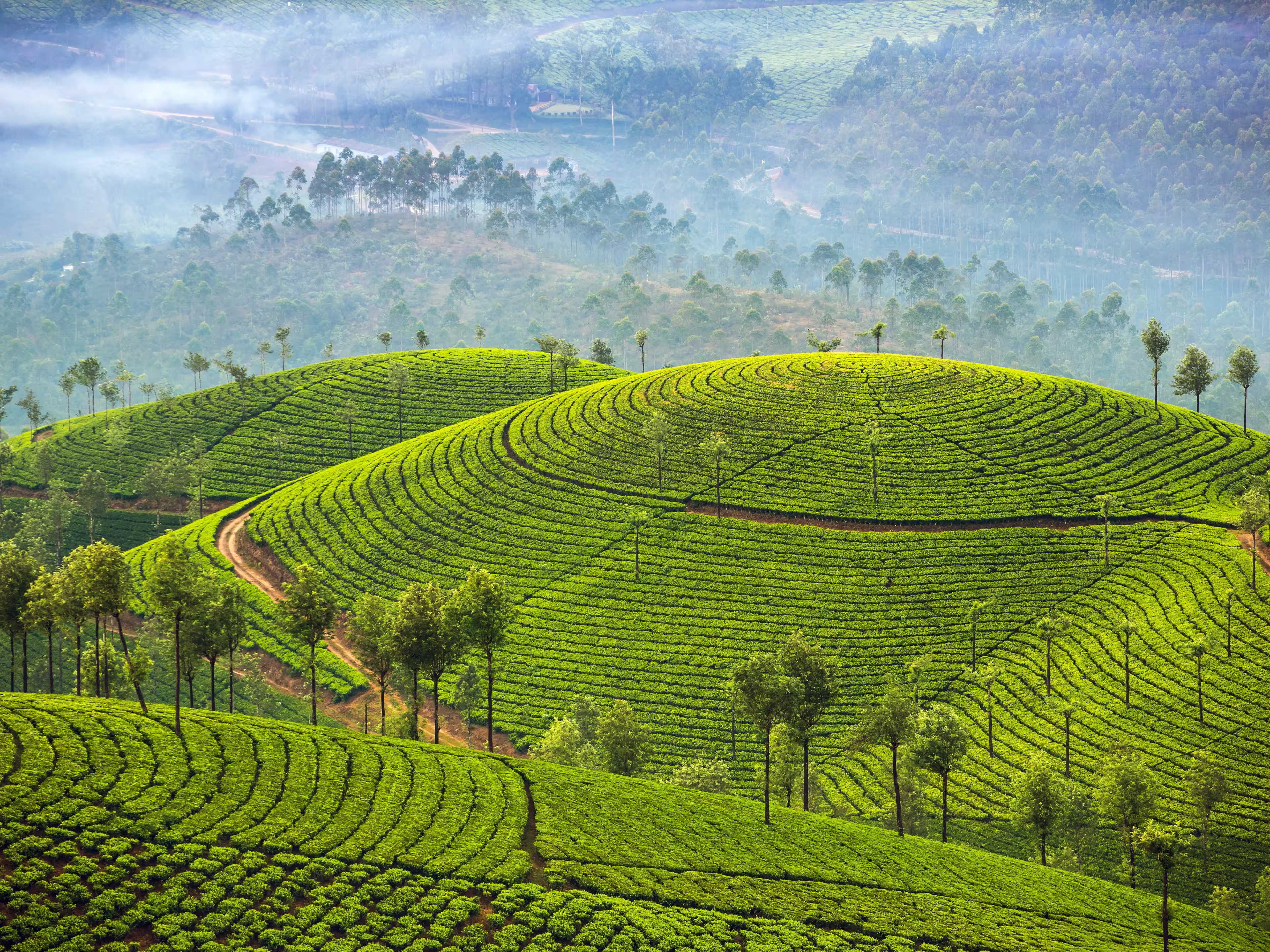 Tea plantations in Munnar, Kerala, India
