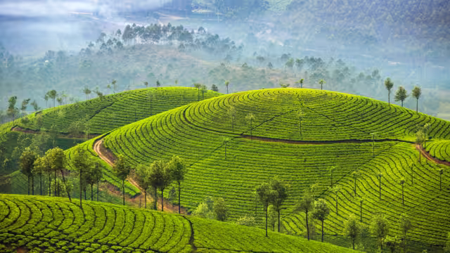 Tea plantations in Munnar, Kerala, India
