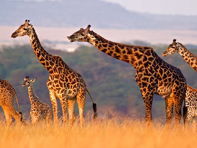 The Maasai Heartlands - 1