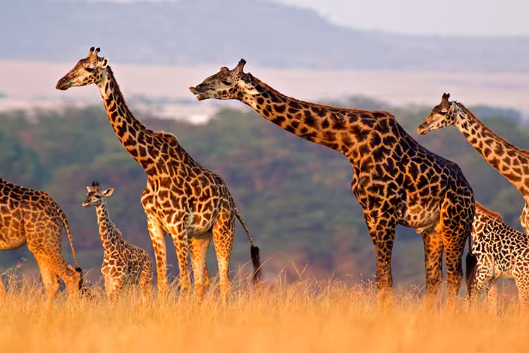 The Maasai Heartlands - 1