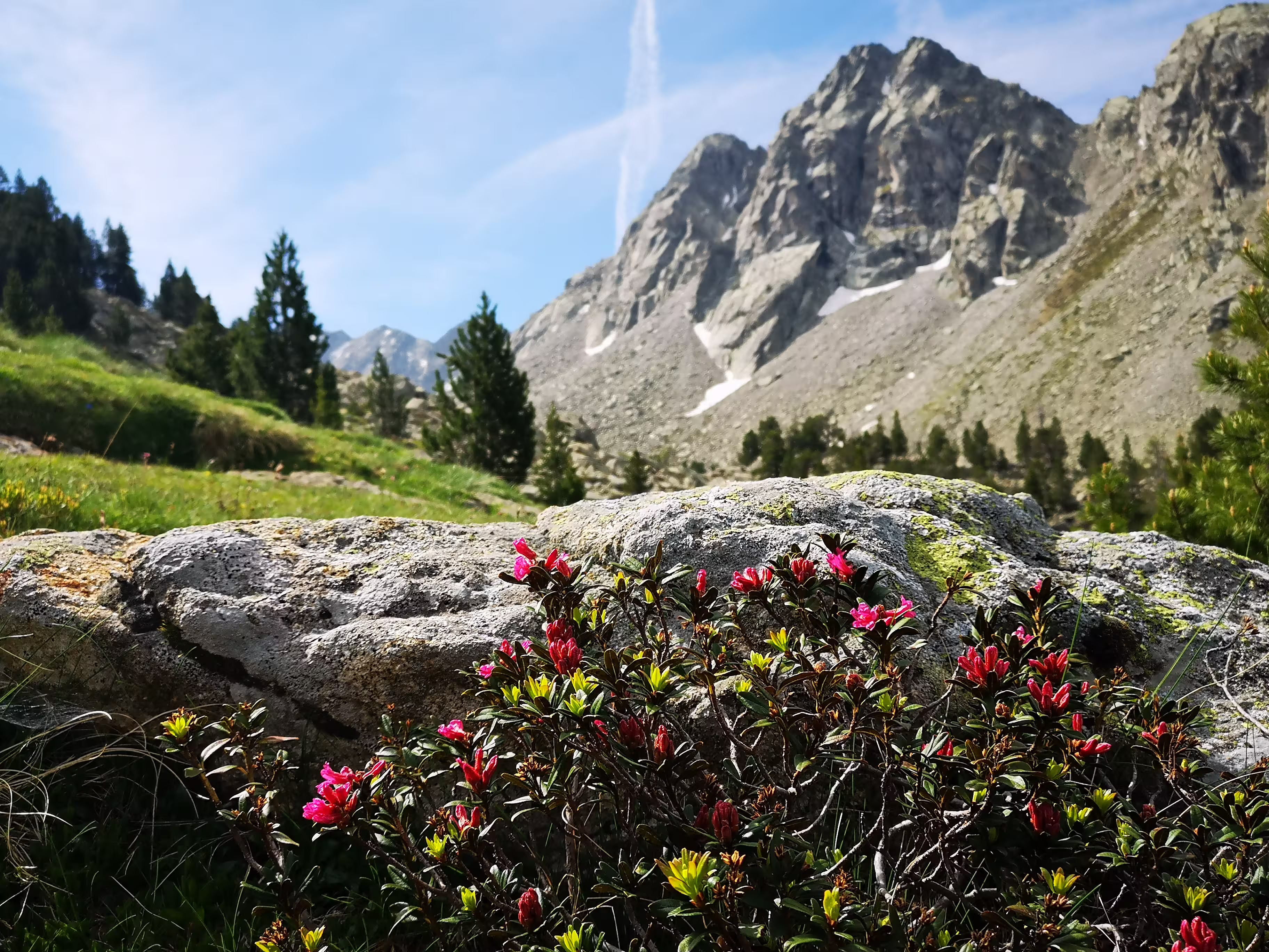 Rhododendron Spanien