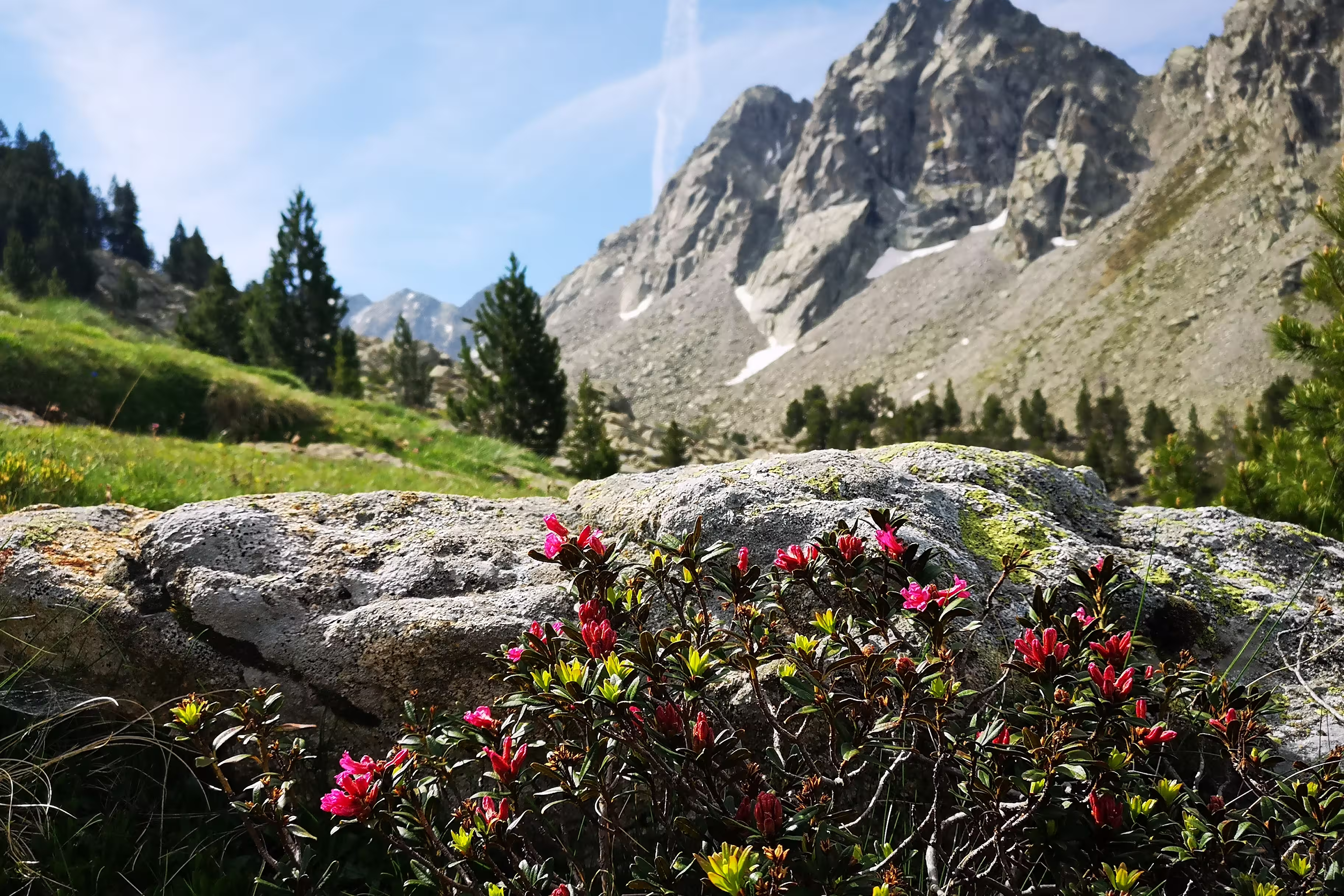 Rhododendron Spanien