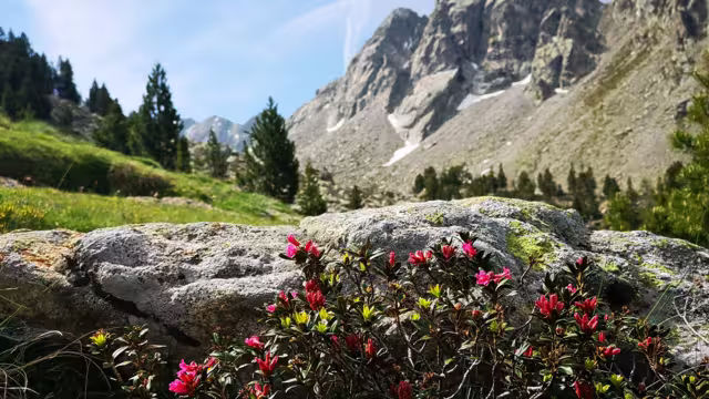 Rhododendron Spanien