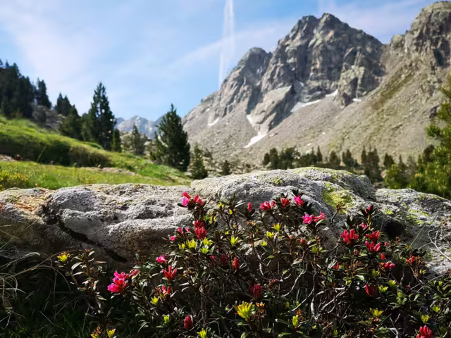 Rhododendron Spanien