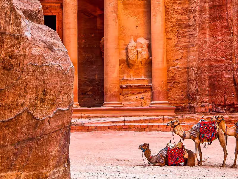 Kamele in Petra