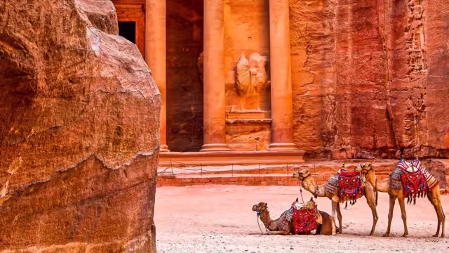 Kamele in Petra