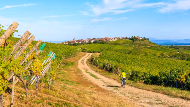 Riquewihr Radfahrerin