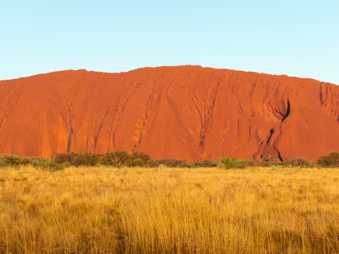 Uluru, lit by the sunset against a blue sky and the yellow green scrub.