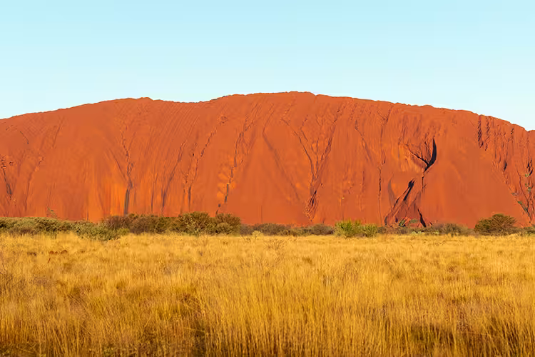 Uluru, lit by the sunset against a blue sky and the yellow green scrub.