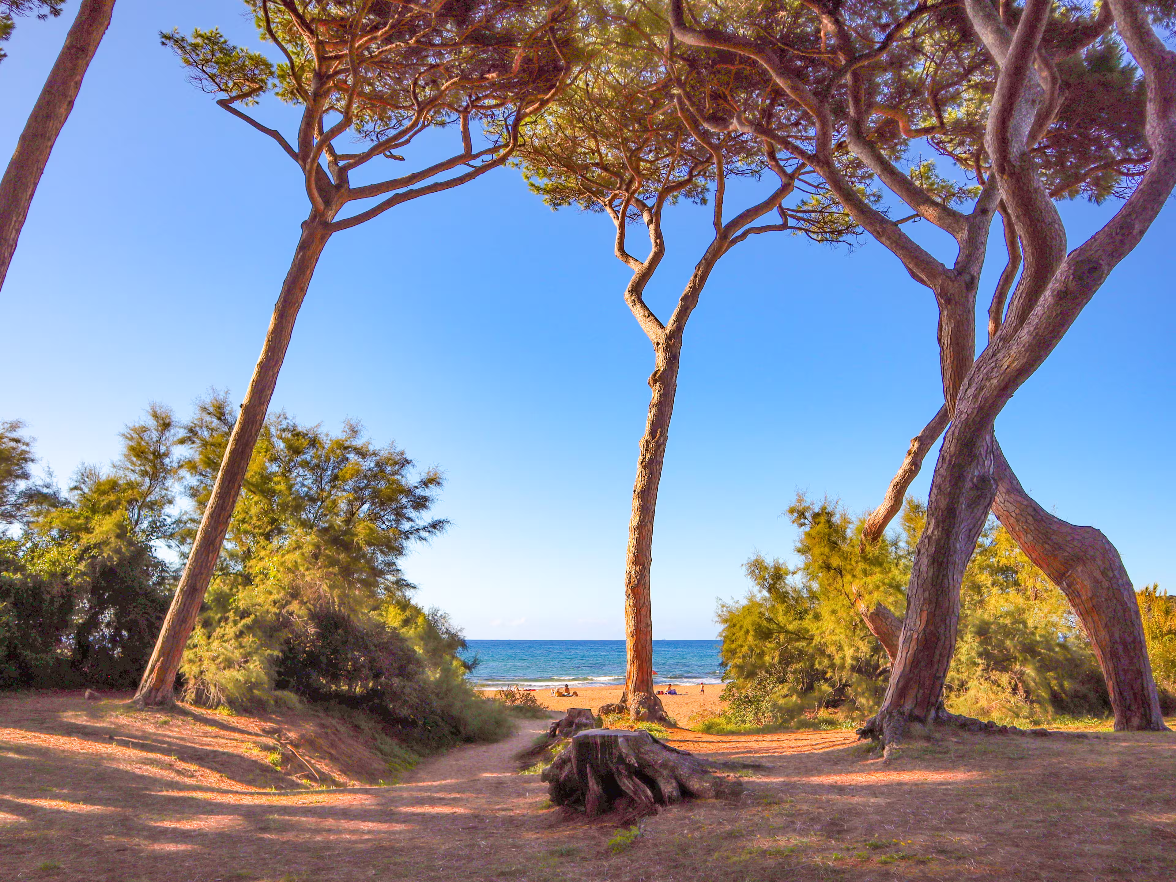 Kiefern bei Elba in der Baratti Bucht