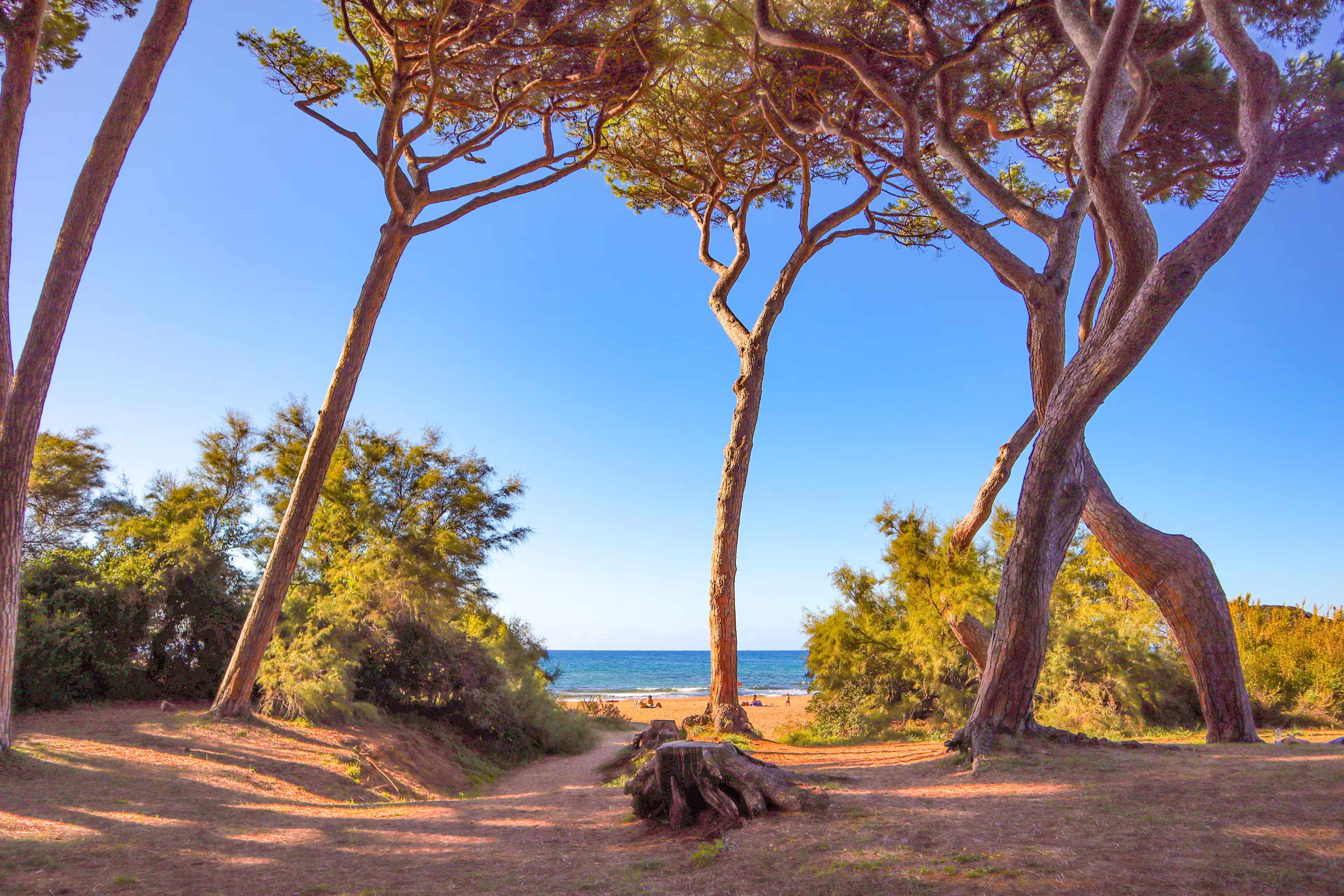 Kiefern bei Elba in der Baratti Bucht