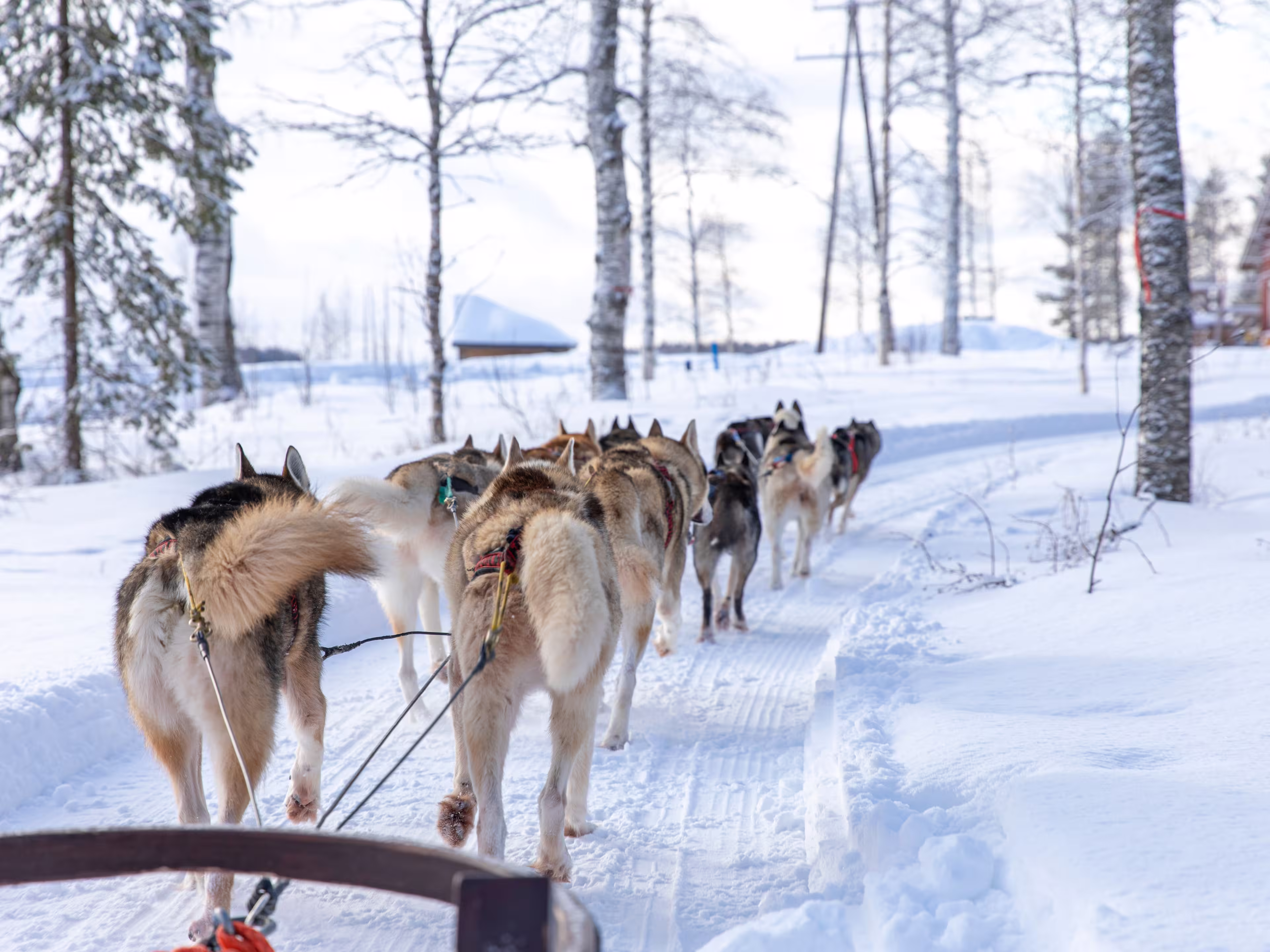Siberian Huskies pulling a sled near Rovaniemi, Finland.