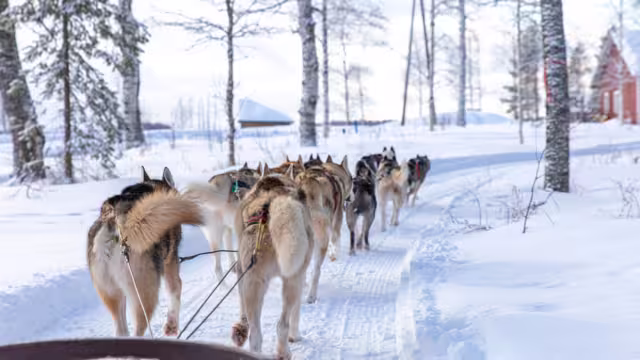 Siberian Huskies pulling a sled near Rovaniemi, Finland.