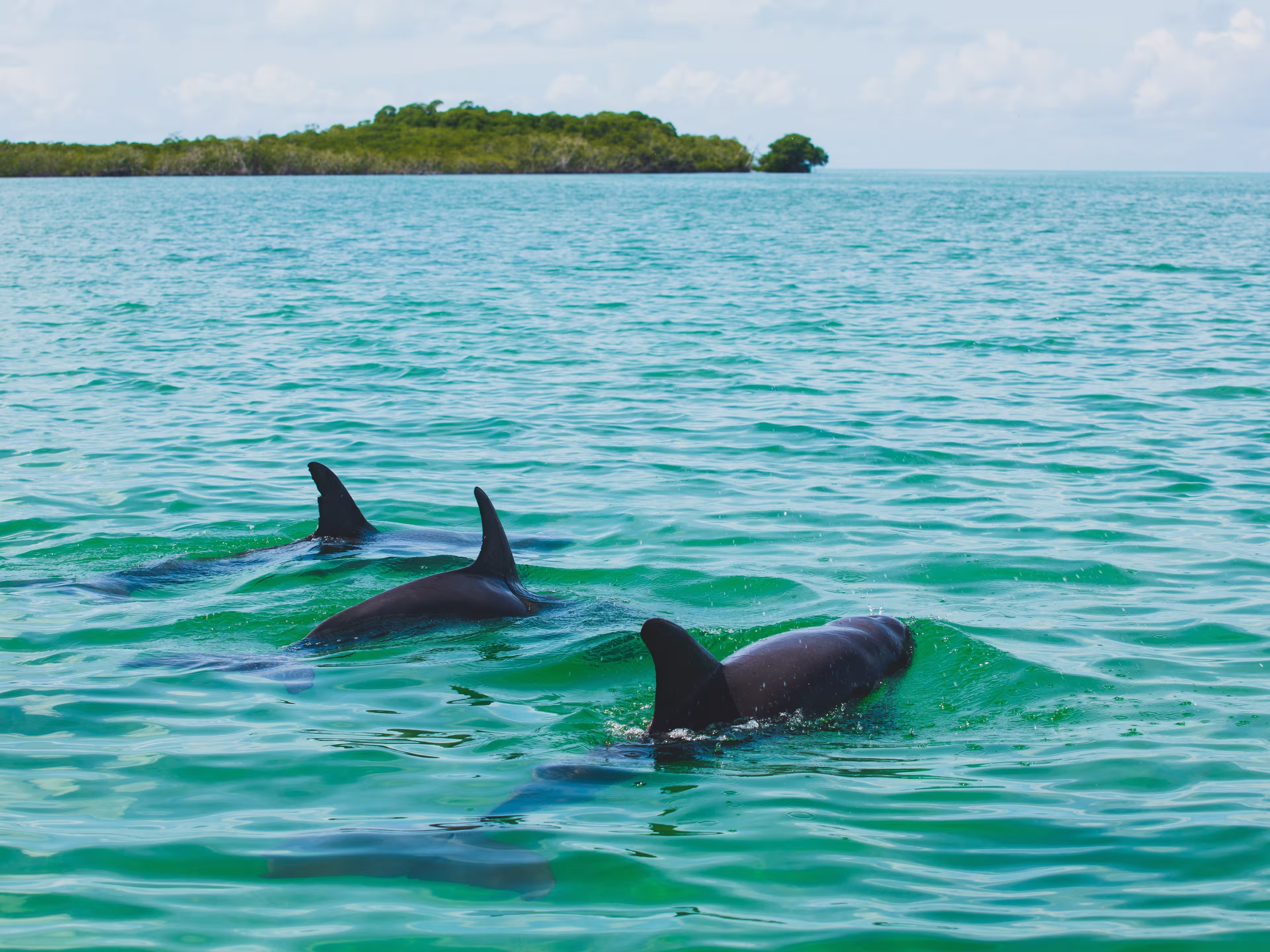 A wild dolphins swimming on a sanctuary of Sian Ka'an. Sightseeing tour in beautiful turquoise water in the gorgeous tropical biosphere nature reserve of Sian Ka'an in Riviera Maya, Mexico near Tulum.