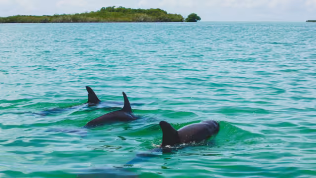 A wild dolphins swimming on a sanctuary of Sian Ka'an. Sightseeing tour in beautiful turquoise water in the gorgeous tropical biosphere nature reserve of Sian Ka'an in Riviera Maya, Mexico near Tulum.