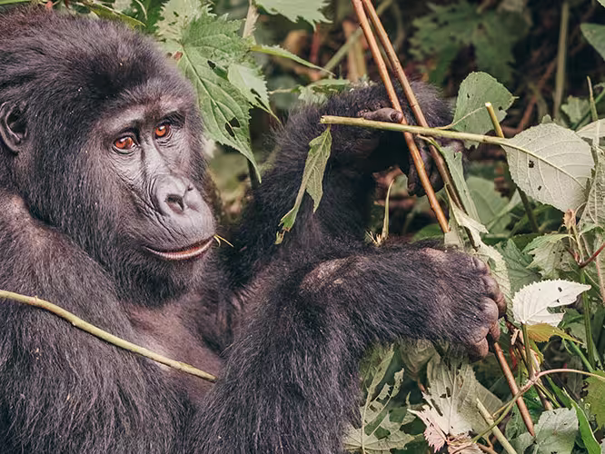 Gorillas & Game Parks - 1