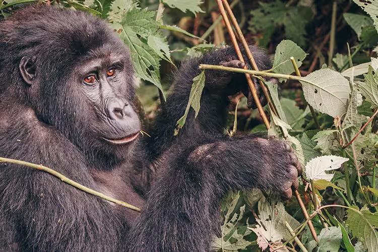 Gorillas & Game Parks - 1