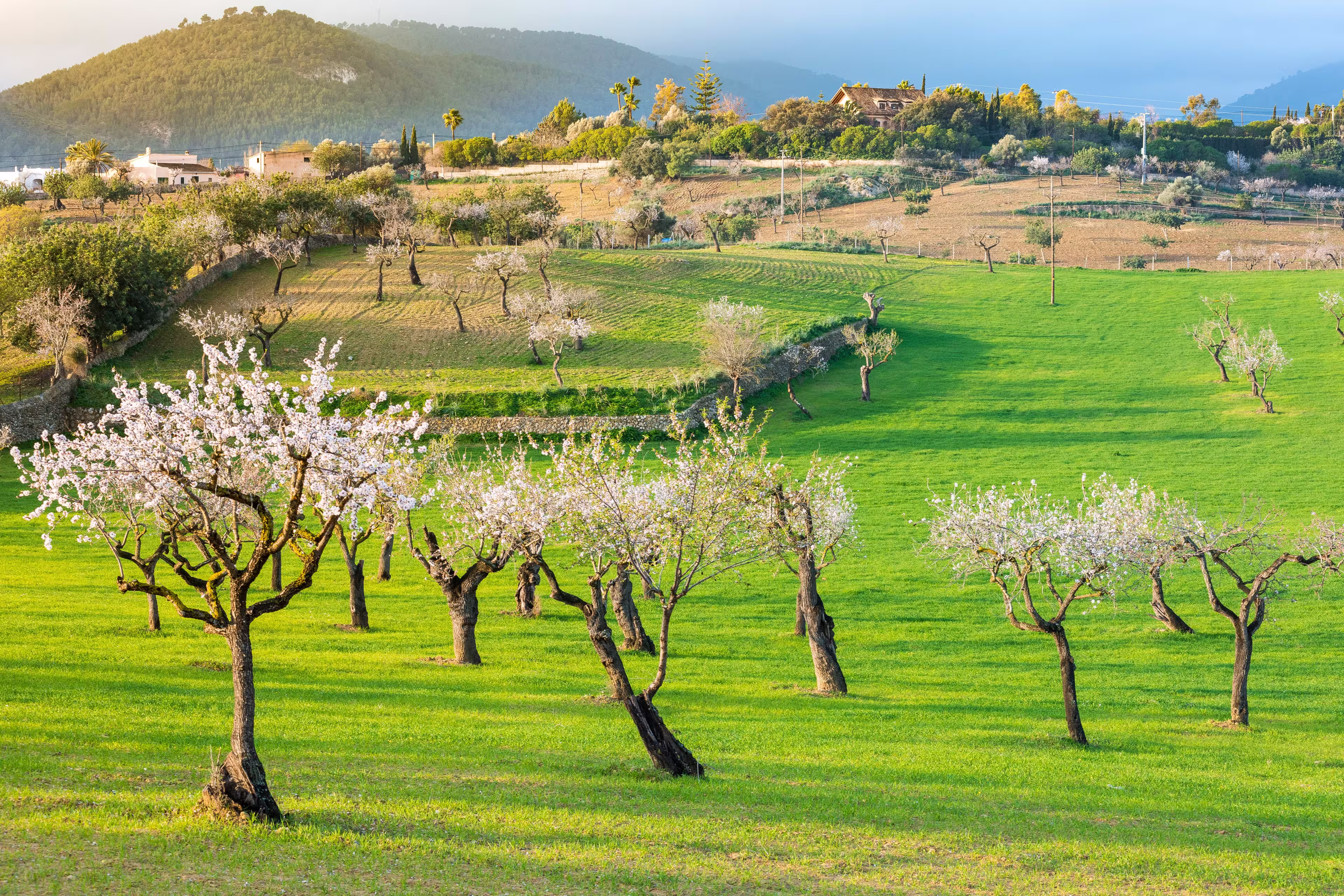 Wanderopening zur Mandelblüte auf Mallorca