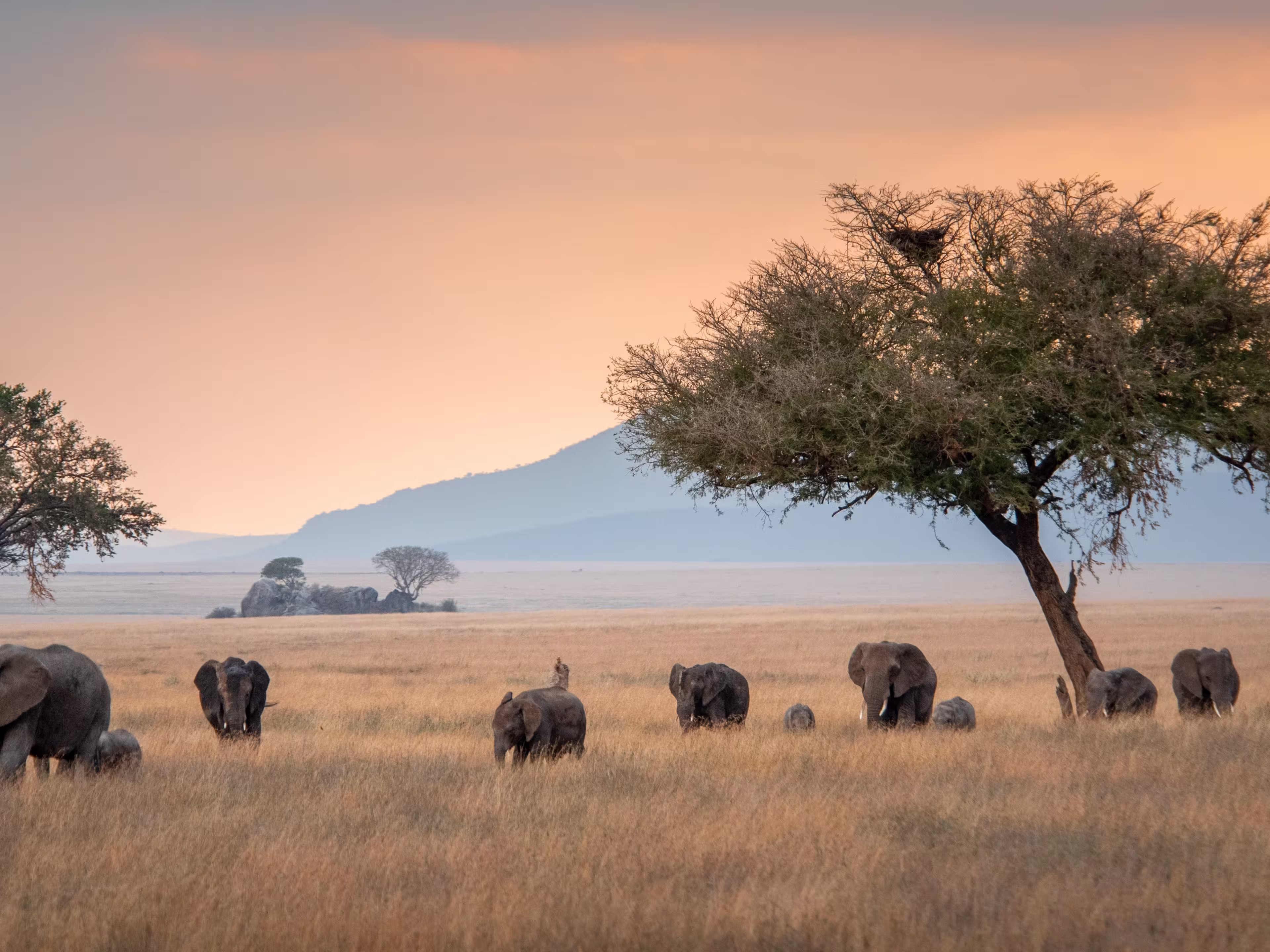 Elephant family in the Serengeti