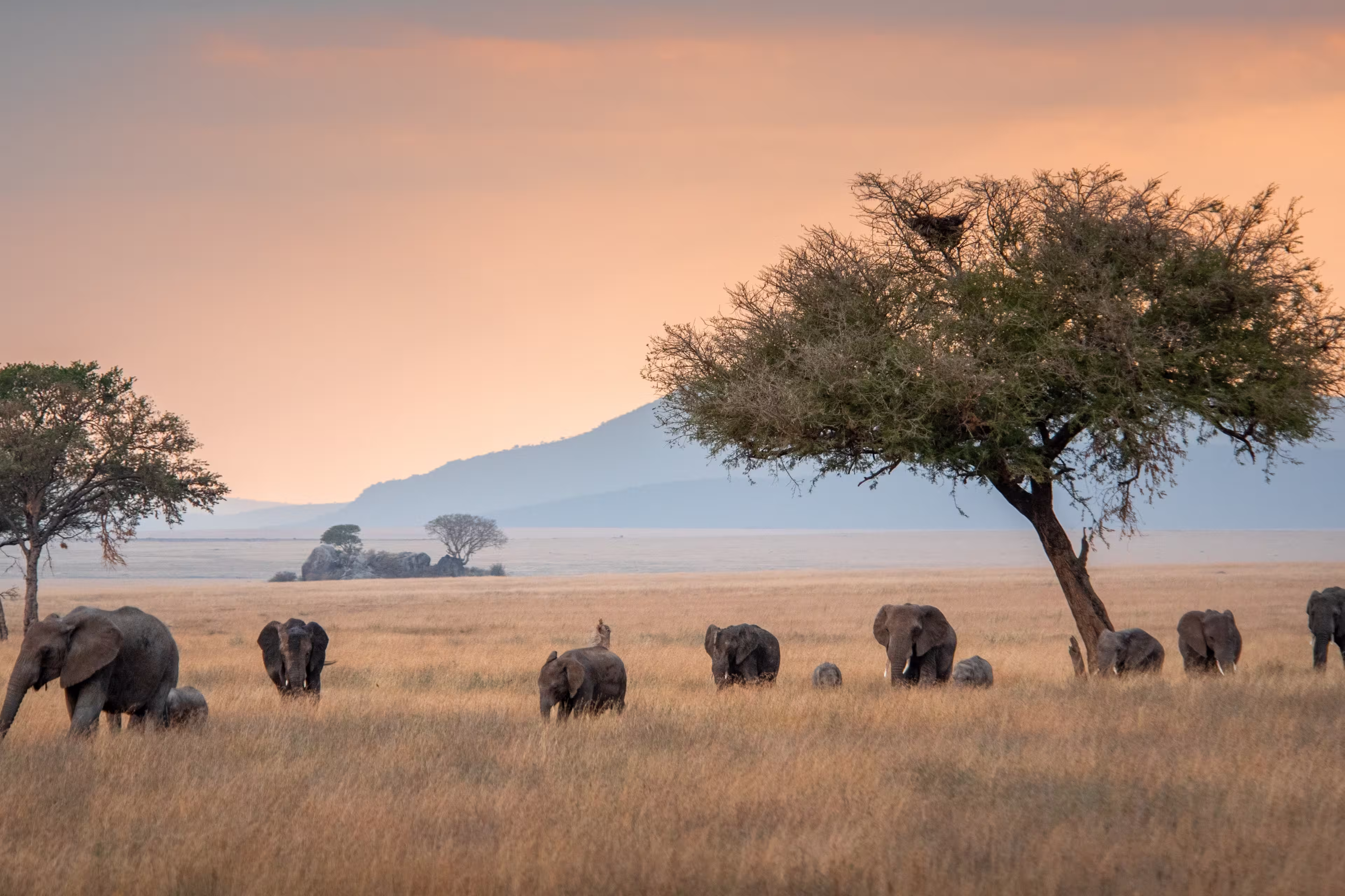Elephant family in the Serengeti