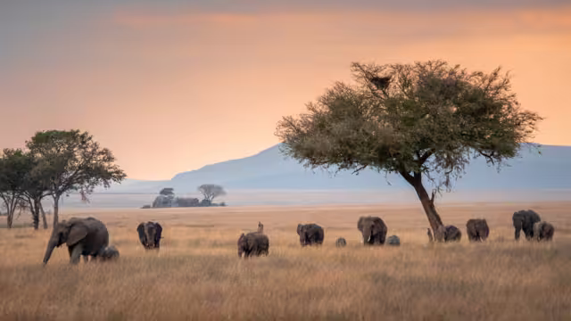 Elephant family in the Serengeti