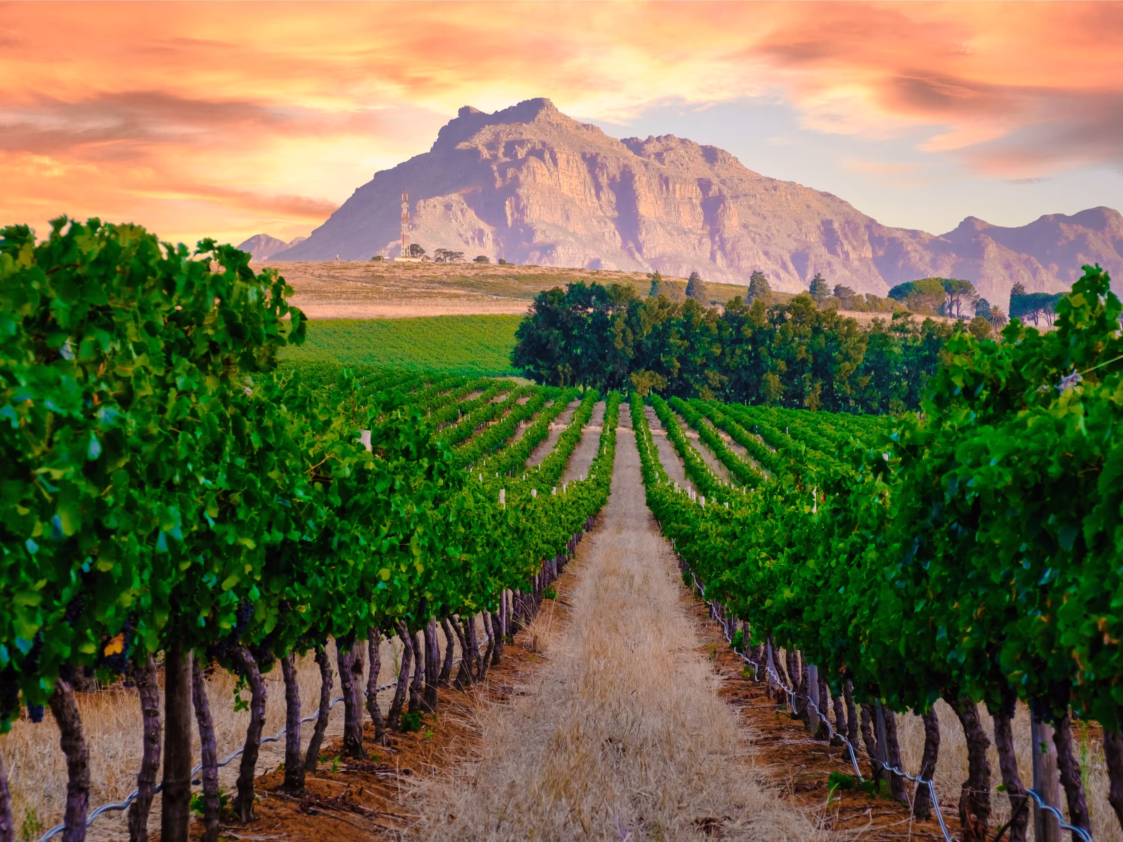 Vineyard landscape at sunset with mountains in Stellenbosch near Cape Town South Africa. wine grapes on the vine in the vineyard Western Cape South Africa Stellenbosch mountains