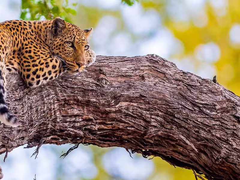 Leopard auf Baum