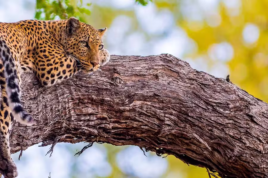Leopard auf Baum