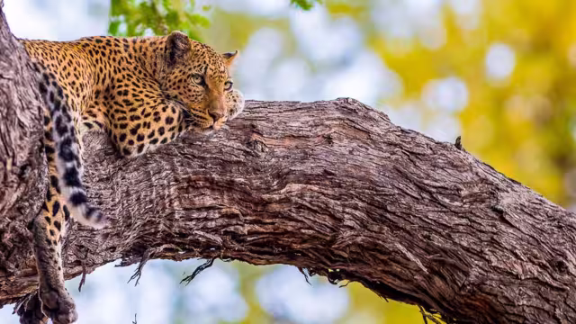 Leopard auf Baum