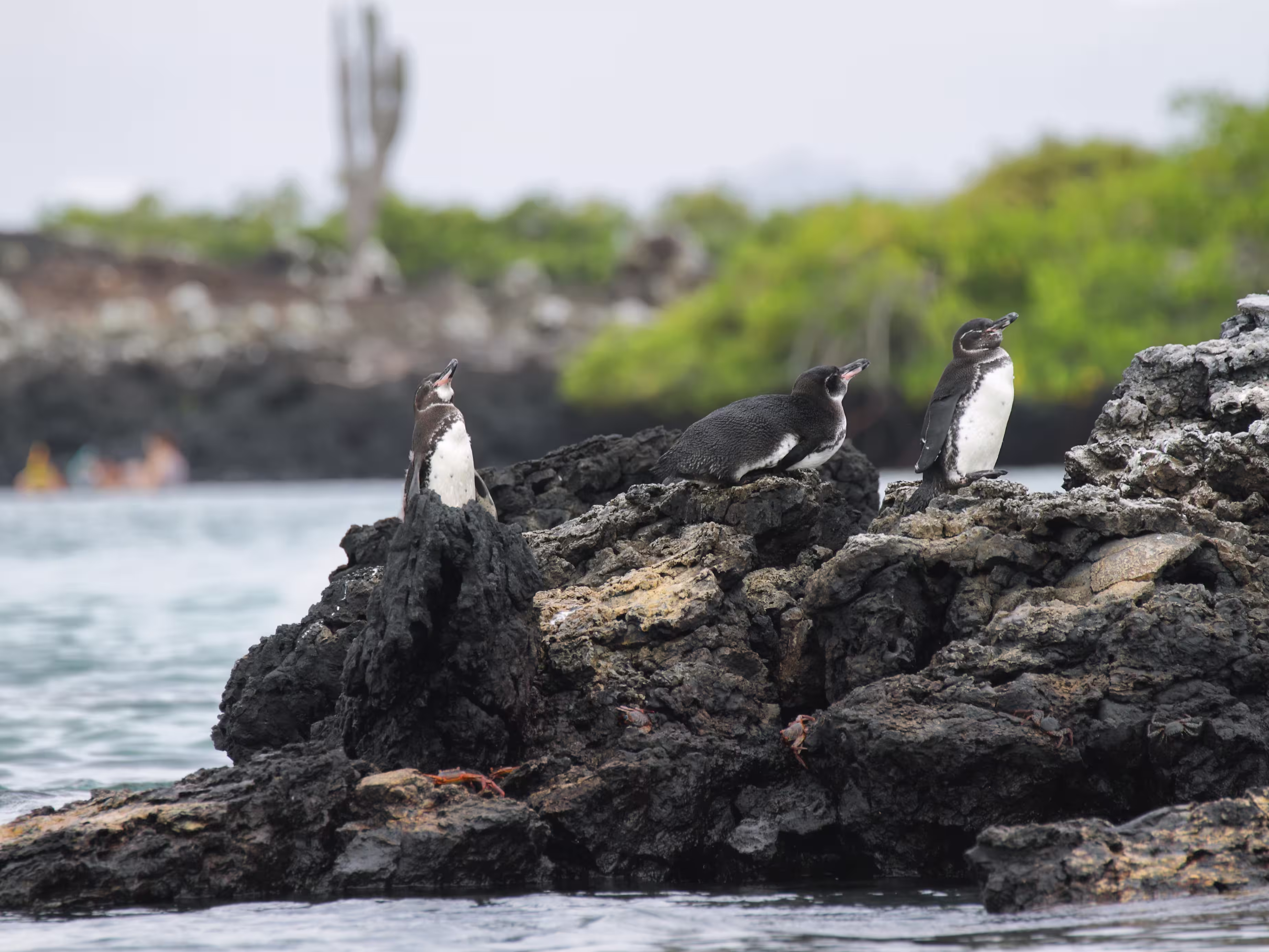Galapagos Penguins in Isabela island, Galapagos Islands, Ecuador