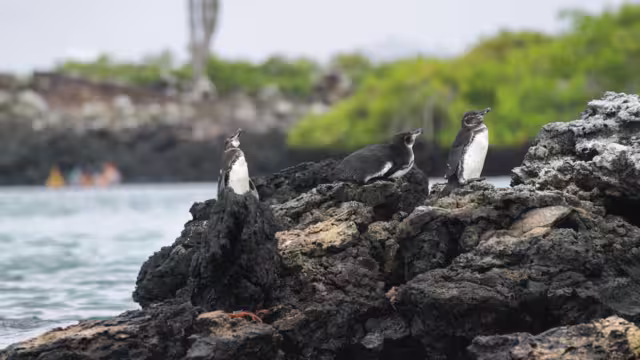 Galapagos Penguins in Isabela island, Galapagos Islands, Ecuador