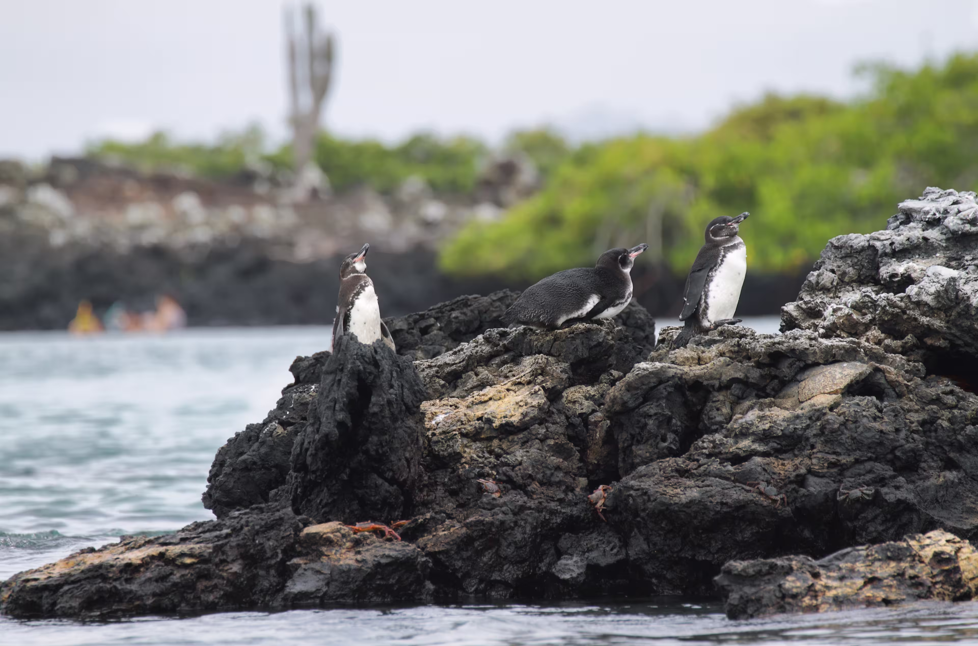 Galapagos Penguins in Isabela island, Galapagos Islands, Ecuador