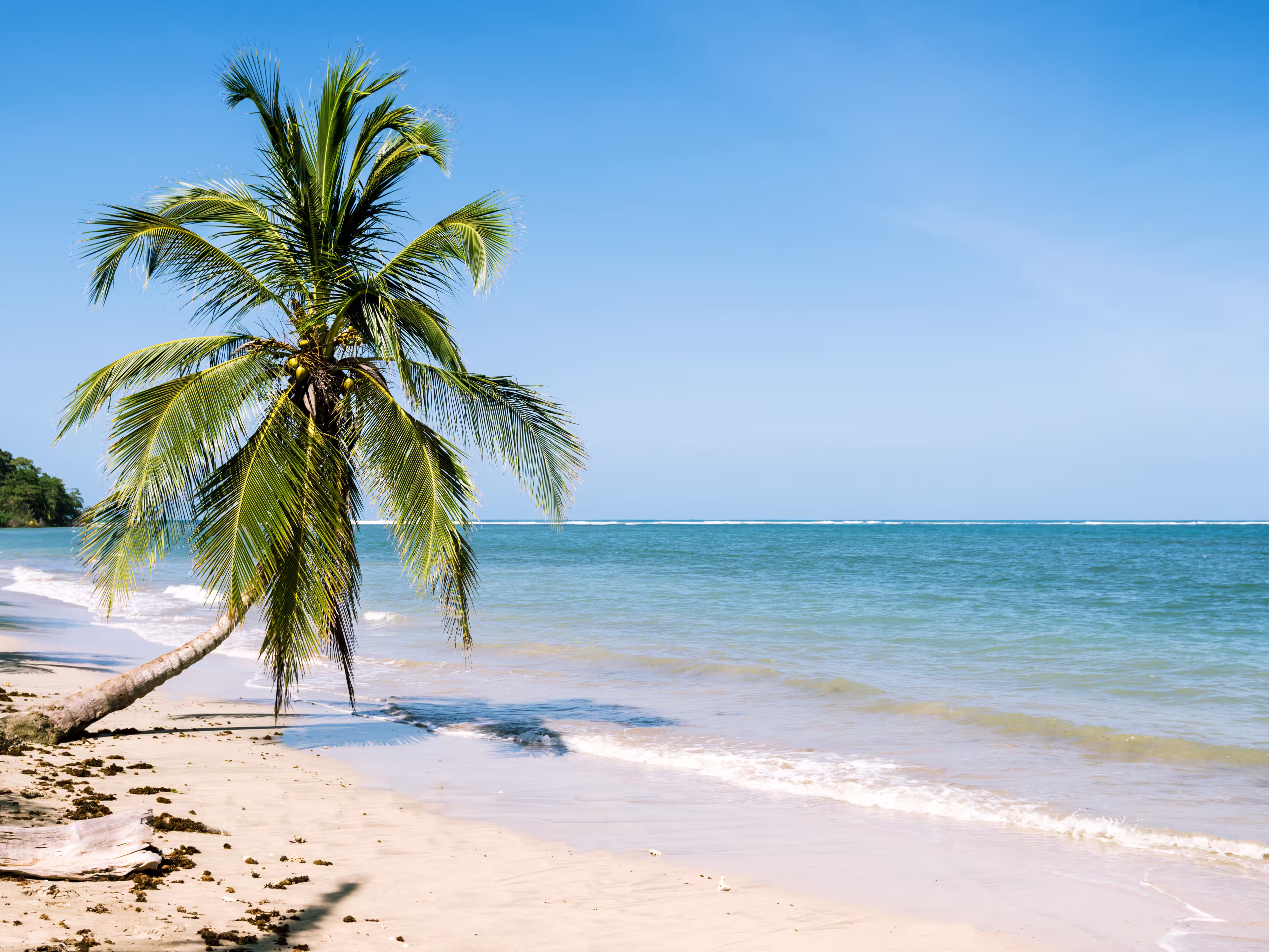 Palme am Strand von Cahuita