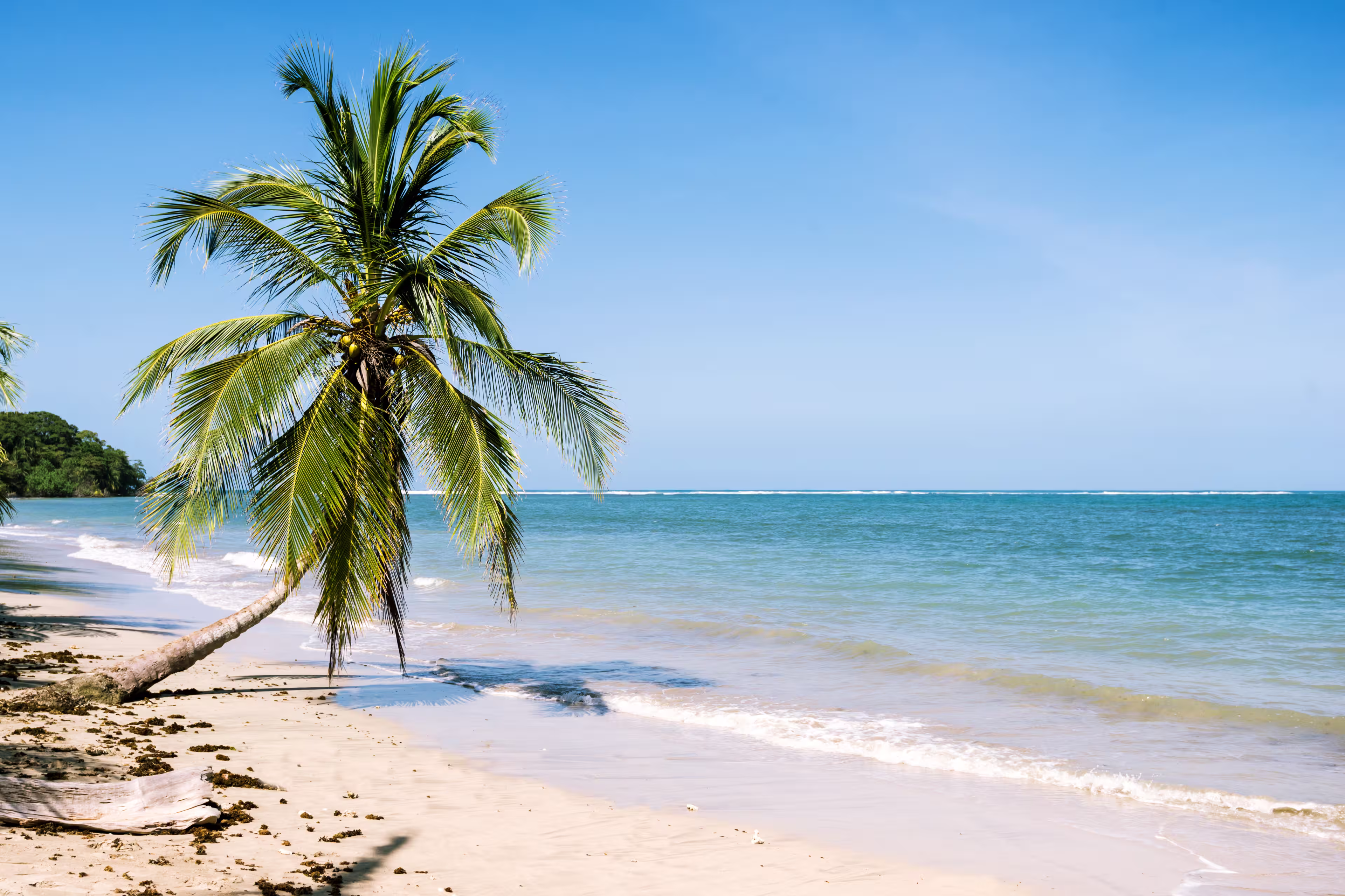 Palme am Strand von Cahuita